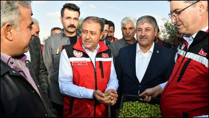 Vali Şıldak, Zeytin Hasadına Katıldı