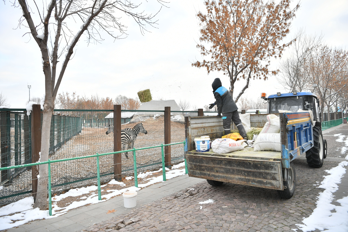 Kayseri Büyükşehir Belediyesi, hayvanat bahçesi sakinlerine kış desteği sağladı