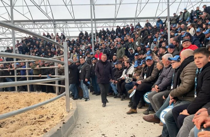 Trakya’nın İlk Sütçü İnek Mezatı Yoğun İlgiyle Gerçekleşti