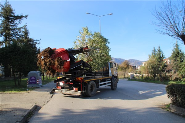 Ordu Büyükşehir'den Altınordu Millet Bahçesi proje alanındaki ağaçlar için çalışma