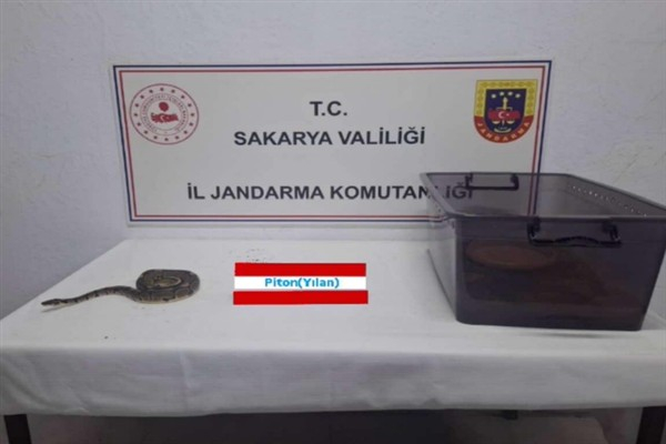 Sakarya’da kraliyet pitonu ele geçirildi