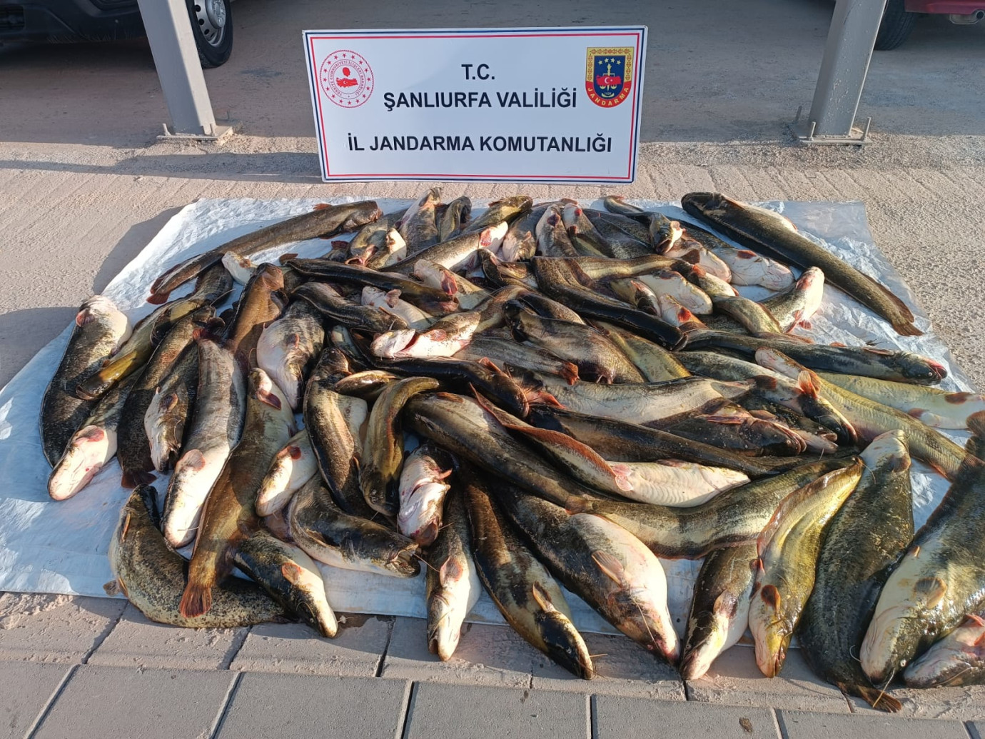 Şanlıurfa’da Kaçak Balık Avcılığına Geçit Yok