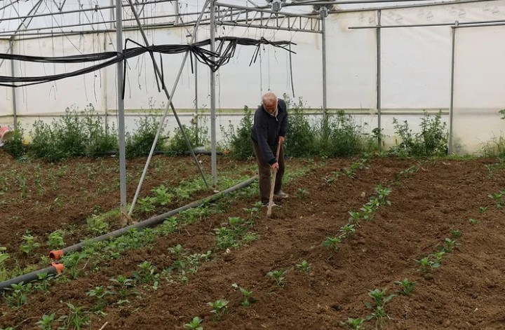 Kocaeli’de Üreticiye Yüzde 50 Hibeli Sera Desteği