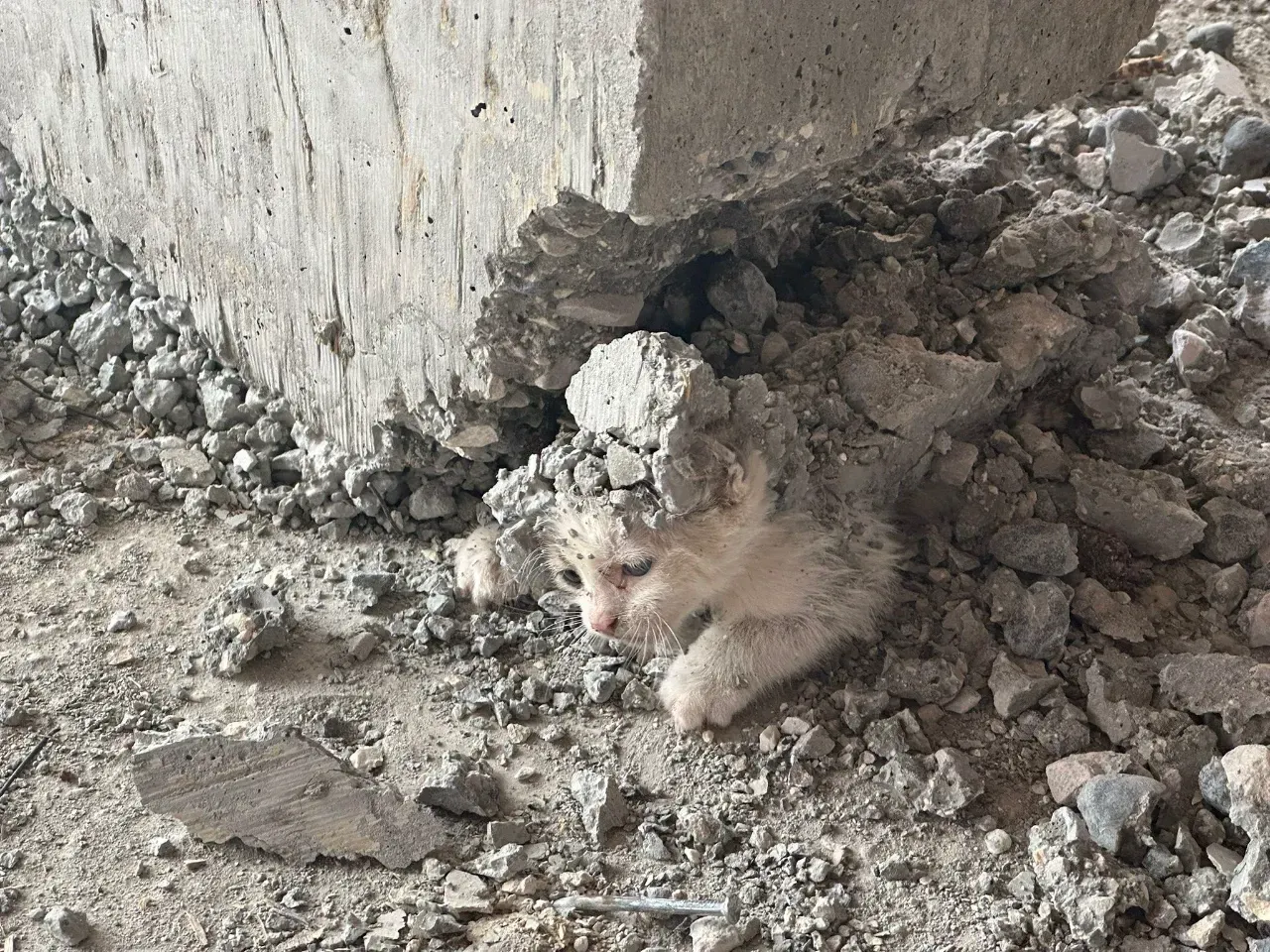 Haliliye’de Beton Kolon Altında Mahsur Kalan Yavru Kedi Kurtarıldı