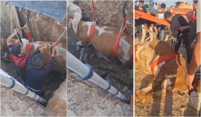 Şanlıurfa'da Çukura Düşen İnek İtfaiye Ekiplerince Kurtarıldı