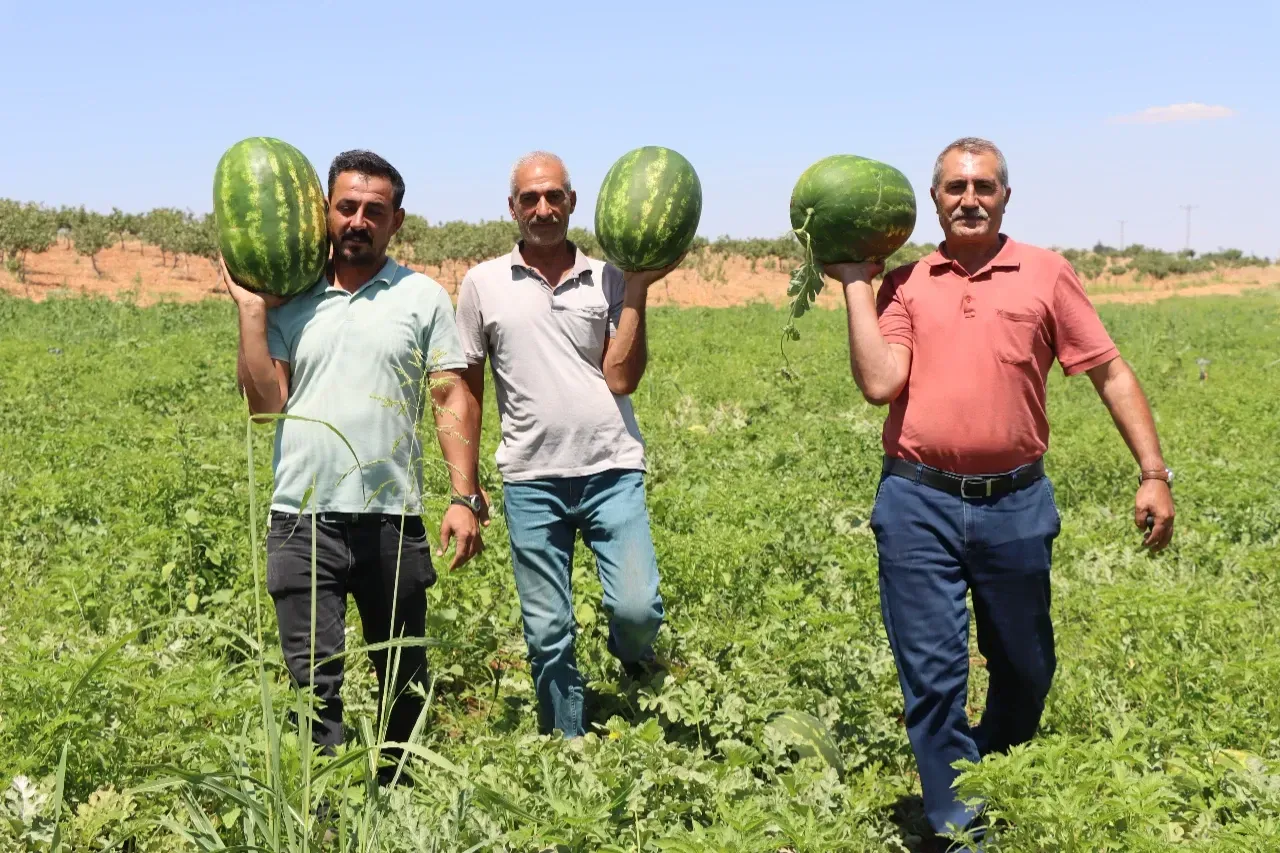 Yaylak Karpuzunun Lezzeti Dağlardan Geliyor!-(VİDEO)