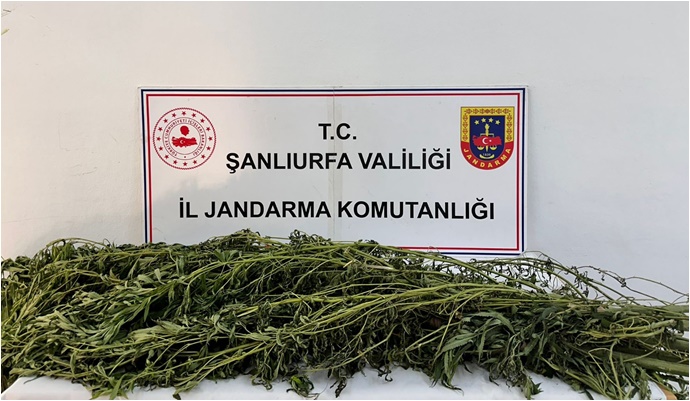 Şanlıurfa’da Jandarmadan Uyuşturucu Operasyonu: 42 Şüpheli Yakalandı