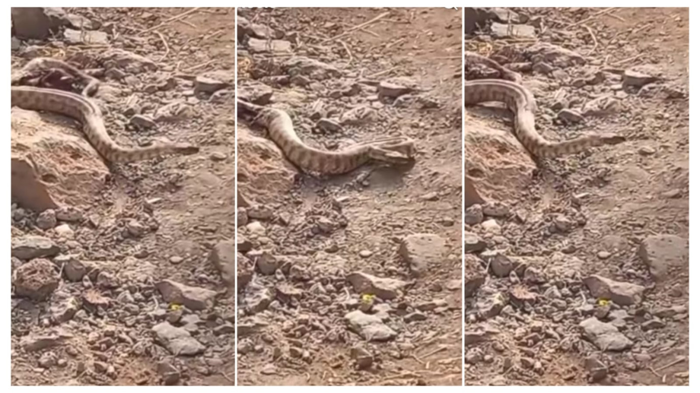 Viranşehir’de Dev Engerek Paniği-(VİDEO)