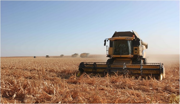 Ceylanpınar Tarım İşletmesinde Mısır Hasadı Sürüyor