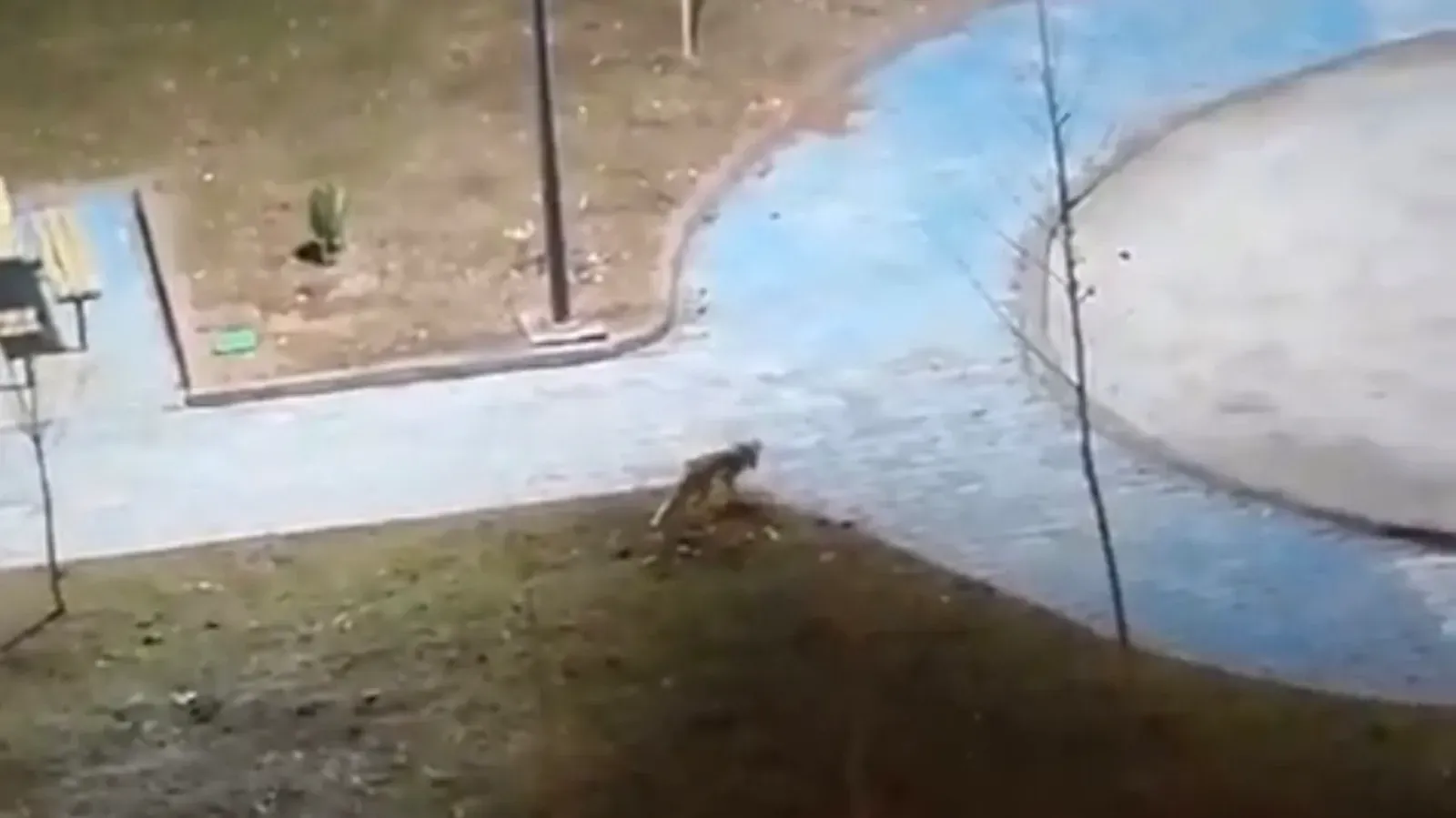 Karaköprü’de Sabah Sürprizi: İki Tilki Görüntülendi