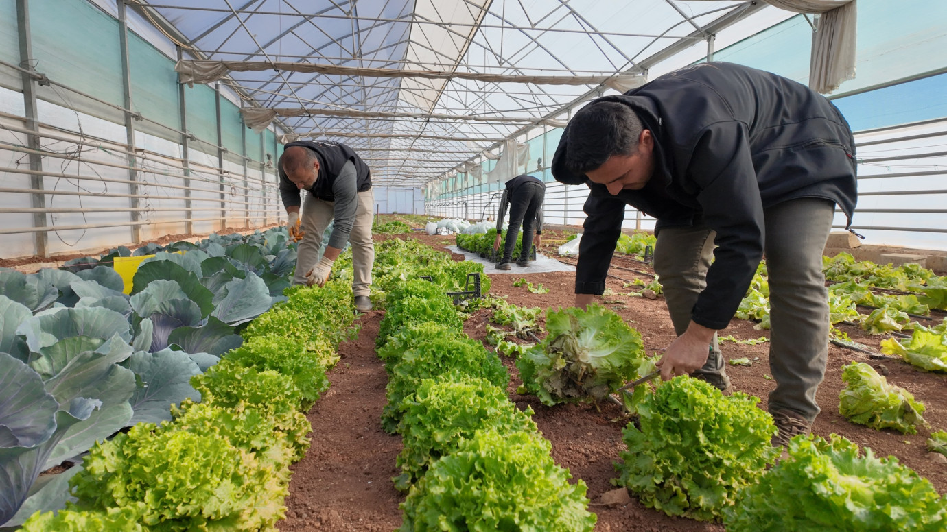 Büyükşehir Seralarında Kışlık Sebze Hasadı Başladı