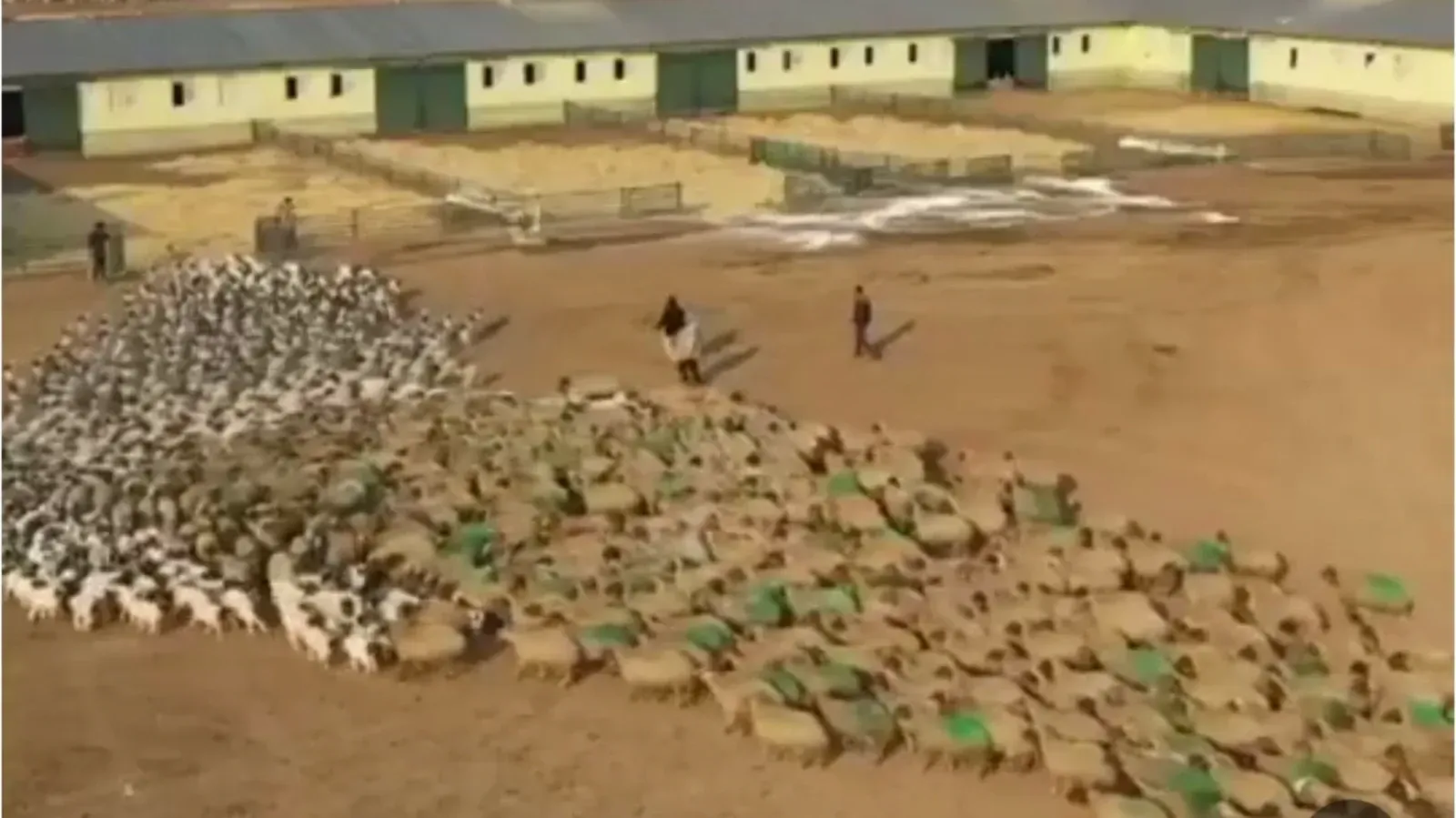 TİGEM’e Bağlı Şanlıurfa Tarım İşletmesi’nde Duygulandıran Anlar