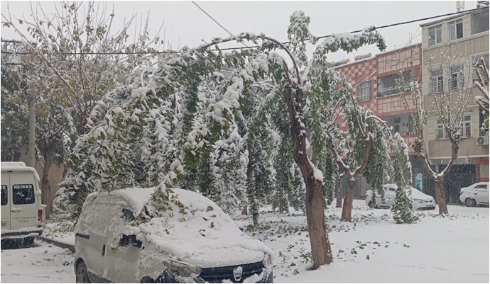 Şanlıurfa’da Karın Yükü Ağaçları Kırdı