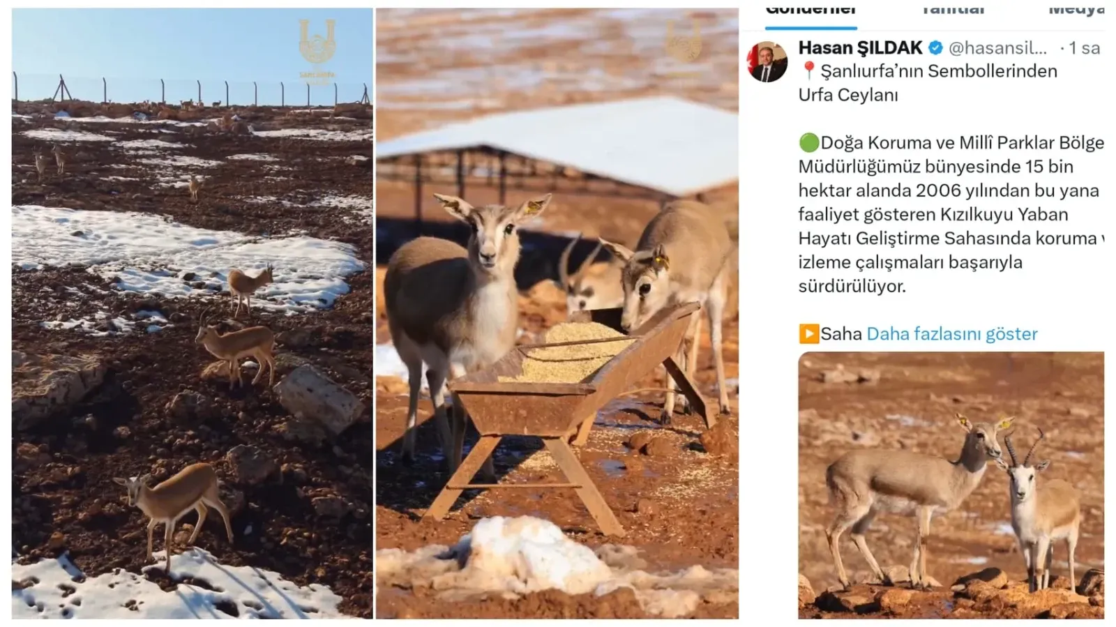 Urfa’nın Sembolü Ceylanlar Güvenli Ellerde: Sayıları 2 Bin 500’e Ulaştı