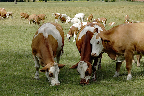 DMM: ''Büyükbaş hayvan sayısında hayalet artış'' iddiaları dezenformasyondur