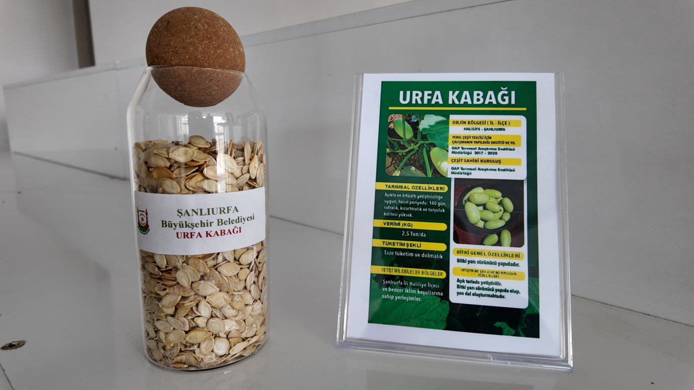 Şanlıurfa’da Ata Tohumları Çiftçilerle Buluşuyor