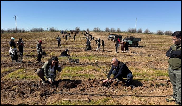 Harran Üniversitesi ve TİGEM İş Birliğiyle 125 Bin Zeytin Fidanı Toprakla Buluşuyor