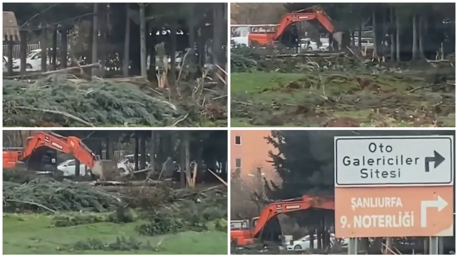 Şanlıurfa’da ağaçlara zarar veren belediye personeli görevinden uzaklaştırıldı