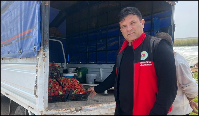 Başkan Müslüm Okan: Bozova’da Çilek Üretimi Yeni Bir Başlangıç-(VİDEO)