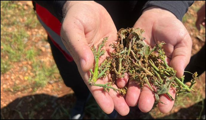 Bozova’da Dolu Yağışı Tarımsal Arazilerde Hasara Neden Oldu-(VİDEO)