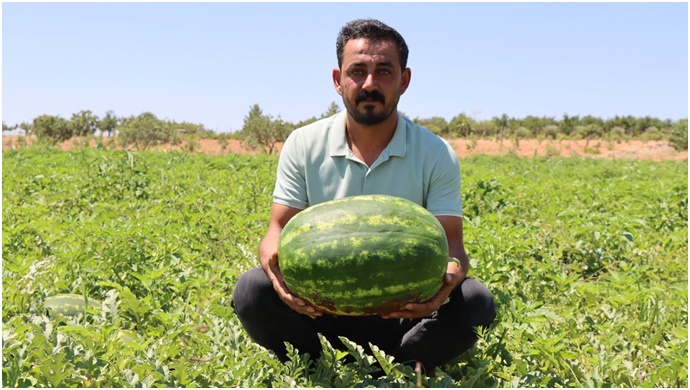 Yaylak Karpuzu Türkiye Sofralarına Yolculuğa Çıktı