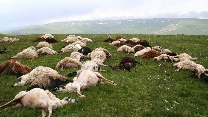 Kars’ta yıldırım düştü, 26 koyun öldü