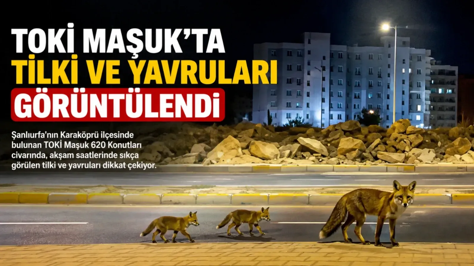 TOKİ Maşuk’ta tilki ve yavruları görüntülendi