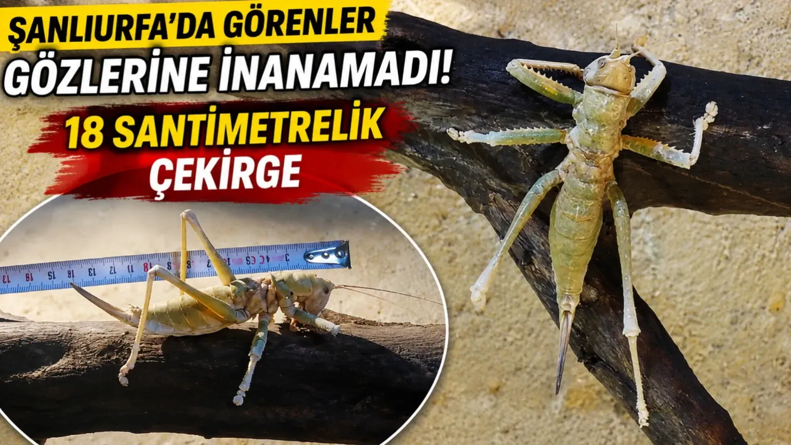 Şanlıurfa’da Görenler Gözlerine İnanamadı: 18 Santimetrelik Çekirge