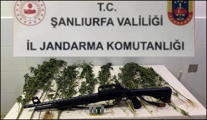 Suruç’ta Kenevir Operasyonu:  Ruhsatsız Av Tüfeği Ele Geçirildi