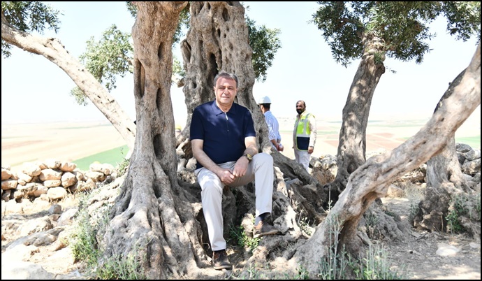 Eyyübiye’de 13 Asırlık Anıt Zeytin Ağacı İçin Çevre Düzenlemesi Başlatıldı
