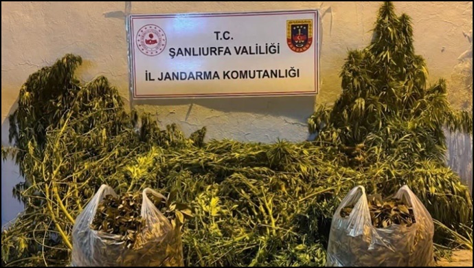 Şanlıurfa’da Jandarmadan Uyuşturucu Operasyonları: Kenevir, Esrar ve Ruhsatsız Tüfek Ele Geçirildi
