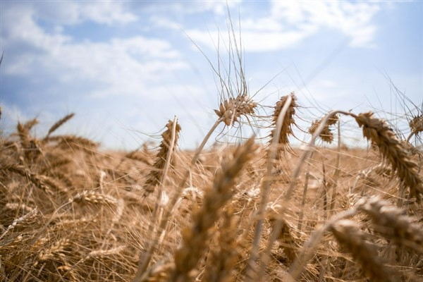 2025’te bitkisel üretimde sert düşüş: Meyve ve buğday alarm veriyor