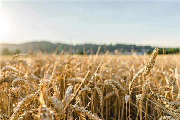 TÜRİB ELÜS piyasasında arpa, buğday ve mısır fiyatları haftayı hafif artışla kapadı
