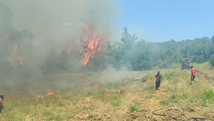 Anız yangını ormanlık alana sıçradı