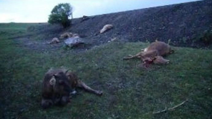 Ankara’da tren inek sürüsüne çarptı