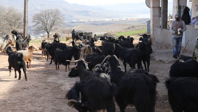 Artan fiyatlar hayvancılığı 'çileye' dönüştürdü