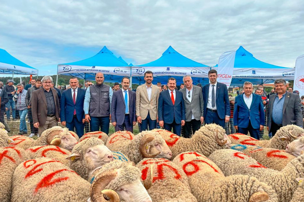 Balıkesir Büyükşehir Belediyesi’nden üreticiye üreticilere 149 damızlık koç dağıttı