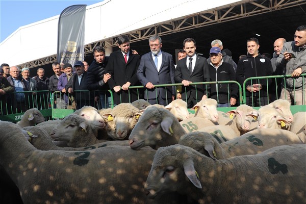 Balıkesir'den üreticiye damızlık koç desteği