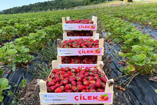  Başkan Yüce Çilek Üretim Merkezi’ni ziyaret etti
