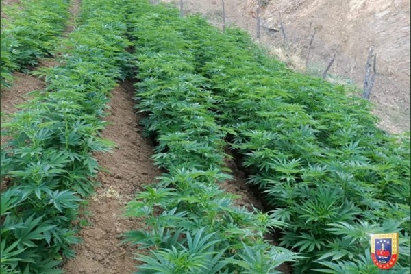 Bingöl'de narko-terör operasyonu