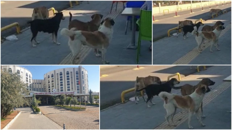 Bu görüntüler Urfa'dan ! Köpek barınağı mı? hastane acili mi?