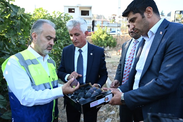 Bursa’nın 'Siyah incisi’nde hasat başladı