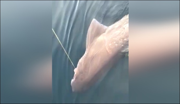 Çanakkale Boğazı'nda ''dev'' köpek balığı yakalandı-(VİDEO)