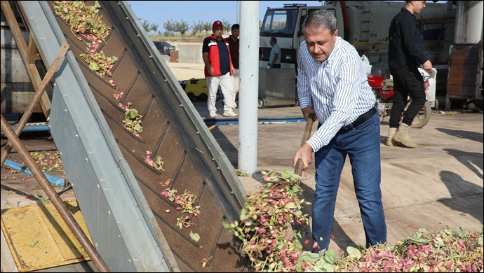 Fıstığın Başkentinde Hasat Heyecanı