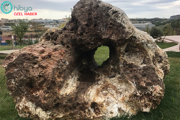 Fosil ağaç gövdeleri milyonlarca yıl öncesinin bilgilerini günümüze ulaştırıyor