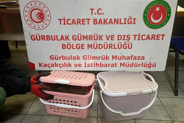 Gürbulak Gümrük Kapısı’nda 11 adet yavru maymun ele geçirildi