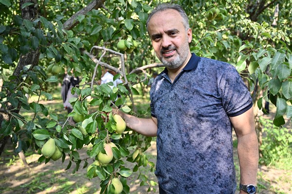 Gürsu’daki armut hasadına Başkan Aktaş da katıldı 