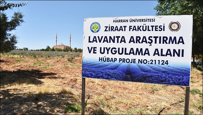 Harran Üniversitesinden Verimsiz Toprakları Verimli Hale Getirme Çalışması-(VİDEO)