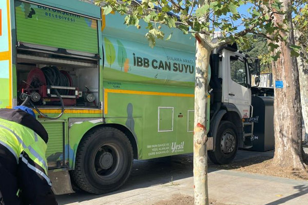İBB, çınar neslini yaşatacak