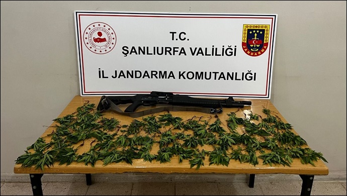 Jandarmadan hint keneviri operasyonu-(VİDEO)